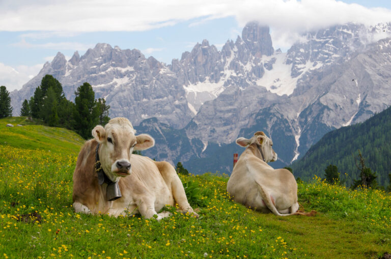 Cows in the meadows of the Alpine mountains. Landscape photography